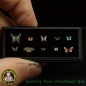 Mobile Preview: Schmetterlinge 1:35 - 1:24